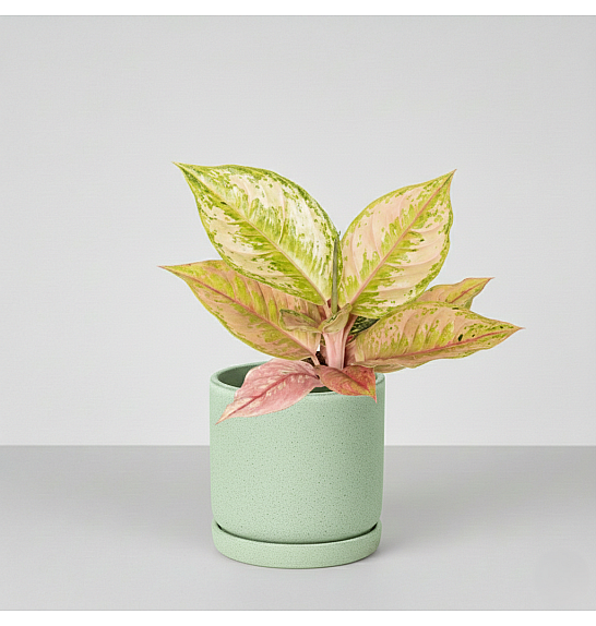 Aglaonema Pastella; Ø12 cm