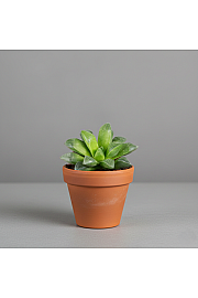Star Cactus