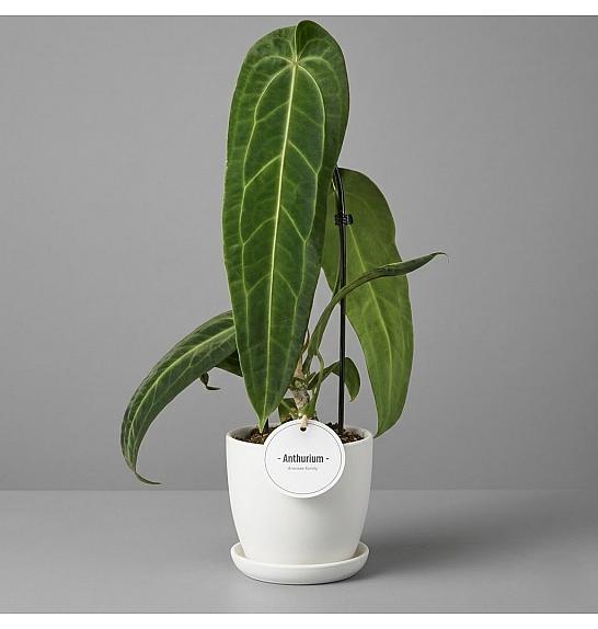 Anthurium Warocqueanum; Ø12 cm