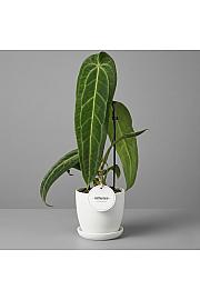 Queen Anthurium 