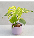 Monstera deliciosa Mint - M