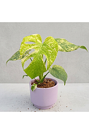 Monstera deliciosa Mint - M