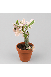 Candle Plant - Reši me