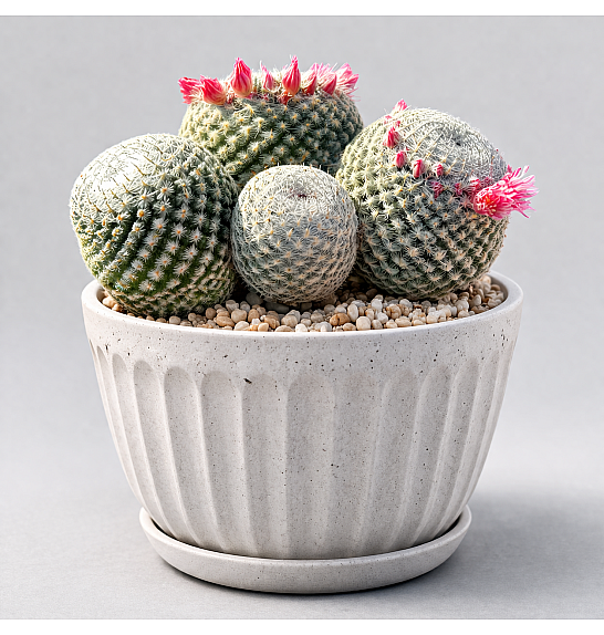 Mammillaria microthele 'Superfina'; Ø13 cm