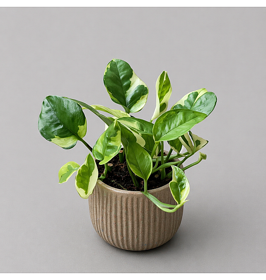 Epipremnum Lemon Joy; Ø9 cm