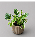 Epipremnum Lemon Joy
