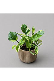 Epipremnum Lemon Joy