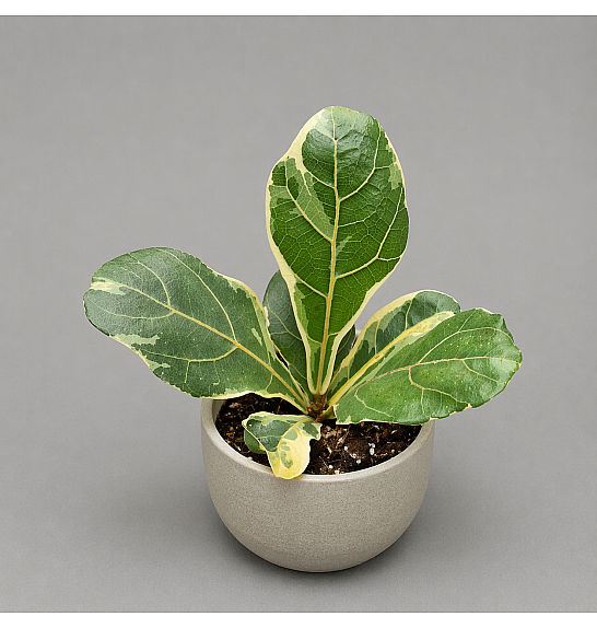 Ficus Lyrata variegata; Ø10,5 cm