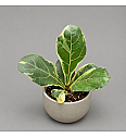 Fikus lyrata variegata