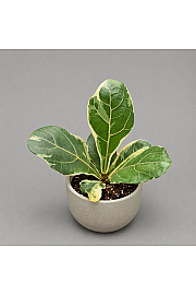 Fikus lyrata variegata