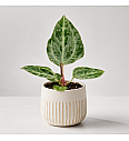 Anthurium Silver Blush mint