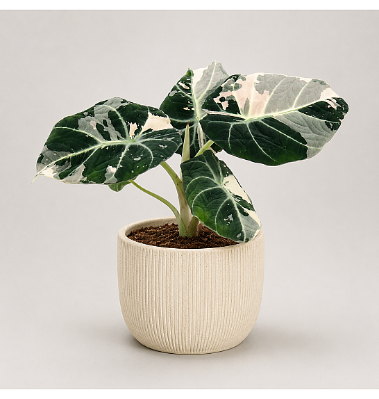 Alocasia Black Velvet Pink Variegata; Ø12 cm