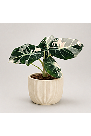 Alokazija Black Velvet Pink Variegata - Reši me