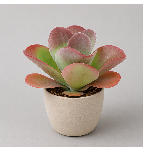 Kalanchoe thyrsiflora Red Lips; Ø10,5 cm