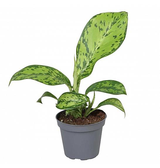 Dieffenbachia Crocodile; Ø6 cm
