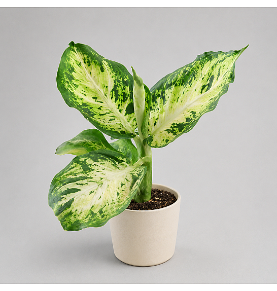 Dieffenbachia Crocodile; Ø12 cm