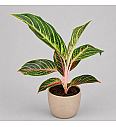 Aglaonema Red Okapi