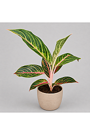 Aglaonema Red Okapi
