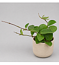 Hoya 'Chouke'