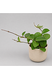 Hoya 'Chouke'
