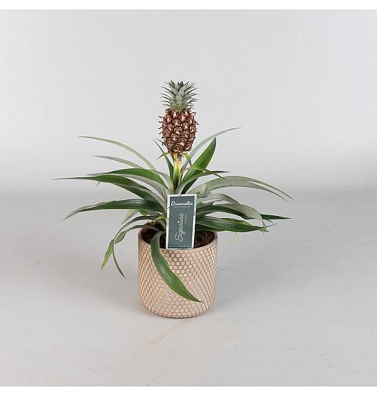 Ananas Rosita; Ø9 cm
