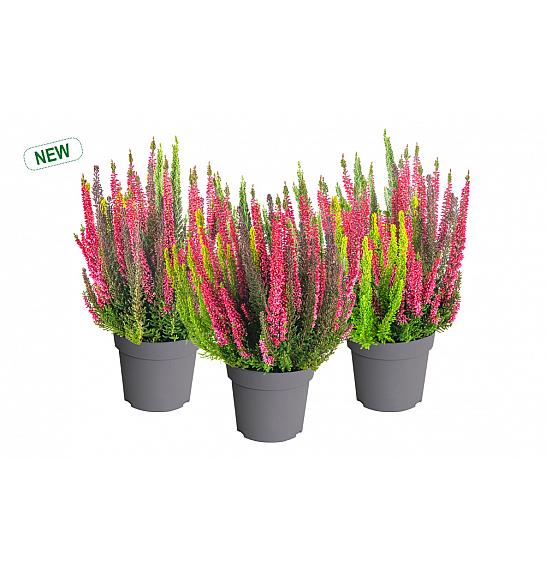 Calluna Beauty Ladies Colorado Lights; Ø12 cm
