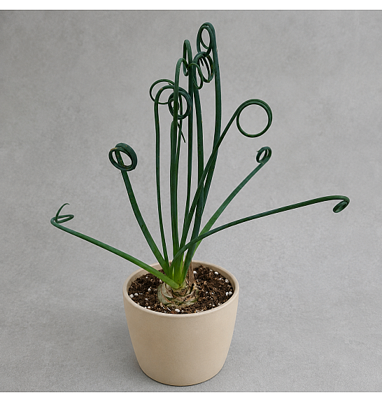 Albuca Spiralis Frizzle Sizzle; Ø9 cm