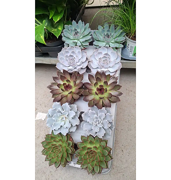 Echeveria mix De Luxe; Ø10,5 cm
