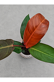 Filodendron Selloum Sun Red
