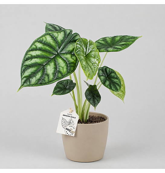 Alocasia Dragon Scale; Ø6 cm