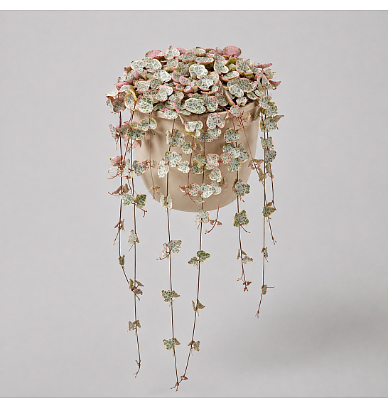 Ceropegia woodii Variegata; Ø8 cm