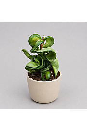 Hoya Compacta Mauna Loa