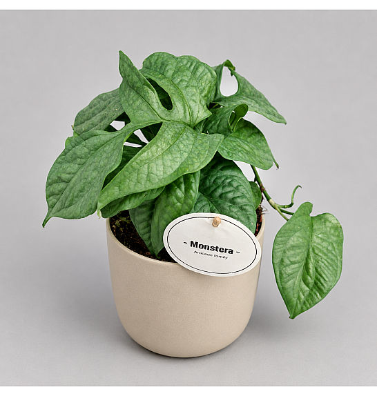 Monstera Amydrium medium Silver; Ø12 cm