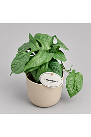 Spiderman monstera - M