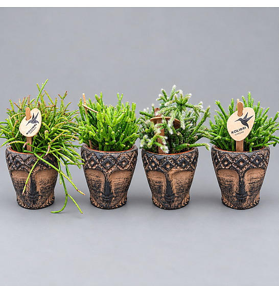 Rhipsalis Mix; Ø6 cm