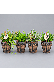 Rhipsalis Mix