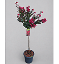 Lagerstremija Enduring Summer Red