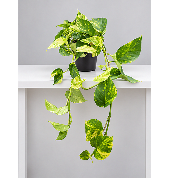 Epipremnum pinnatum Aureum; Ø15 cm