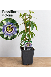 Pasijonka 'Victoria'