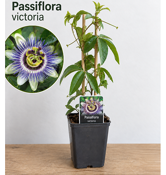 Passiflora Victoria P9 cm 20-30 cm