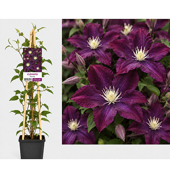 Clematis hybrid Warszawska Nike C5 Lit. 120 cm