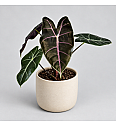Alokazija 'Purple Vein'