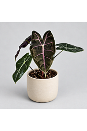 Alokazija 'Purple Vein'