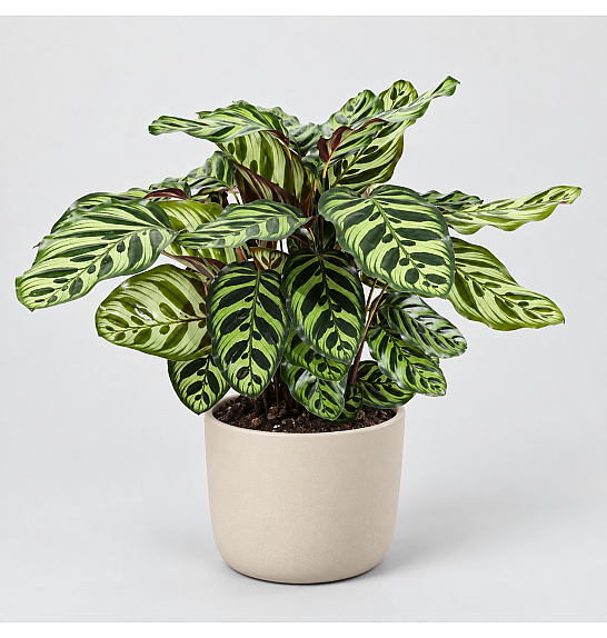 Calathea Makoyana ; Ø11 cm