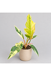 Filodendron 'Caramel Marble'