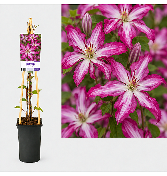 Clematis Glorious Surprise PBR C2,5 Lit. 75 cm
