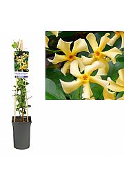 Zvezdasti jasmin 'Star of Toscane' - M