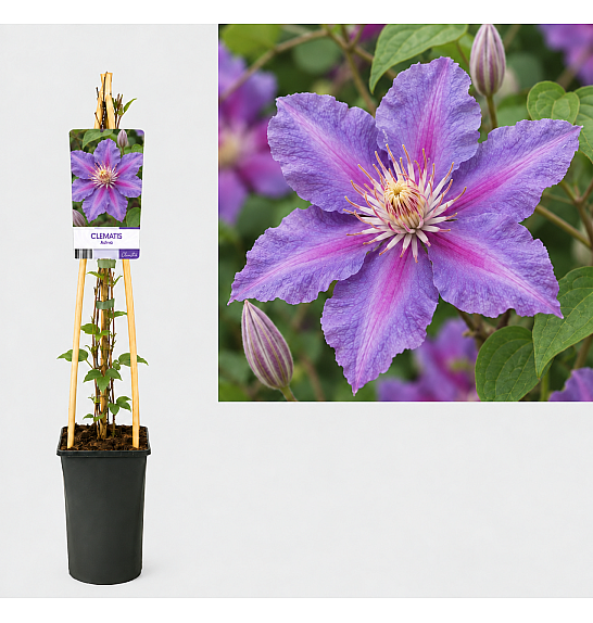 Clematis hybrid Ashva C2,5 Lit. 40-60 cm