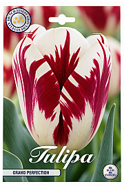 Čebulice tulipana 'Grand Perfection'