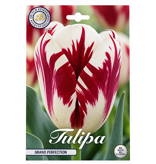 Tulipa Triumph Grand Perfection x10; 12/+